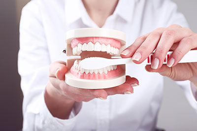 A woman's hand holding a dental model with an open mouth, showcasing the upper and lower teeth.